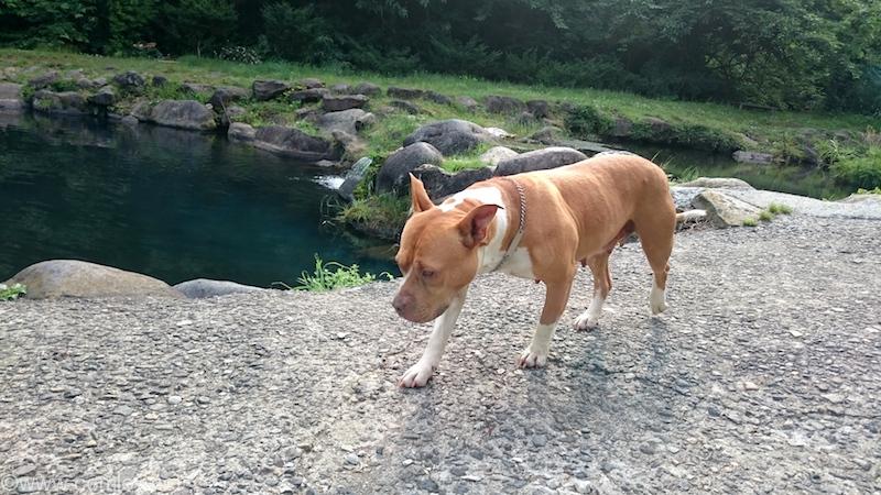 看板犬のラブちゃん