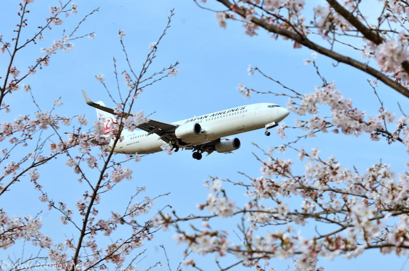 JAL ボーイング737-800 機体番号JA320J