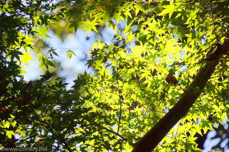 高尾山の紅葉