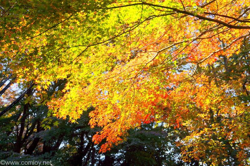高尾山の紅葉