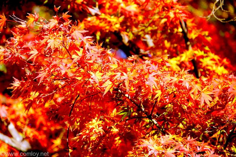 高尾山の紅葉