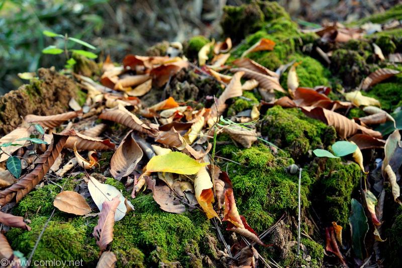 高尾山 鬱蒼とした散策路の岩は苔むして良い感じ