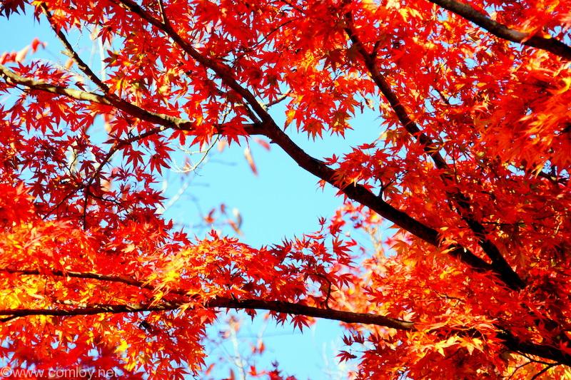 高尾山の紅葉