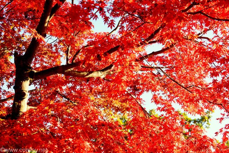 高尾山の紅葉