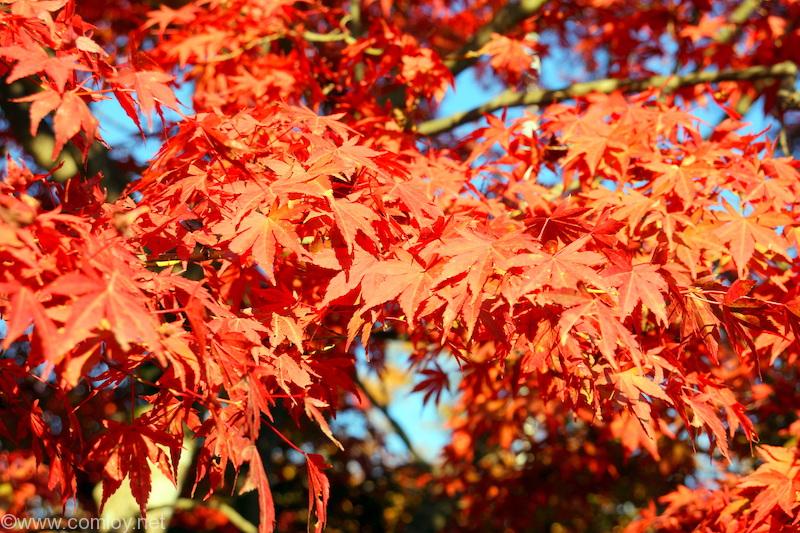高尾山の紅葉