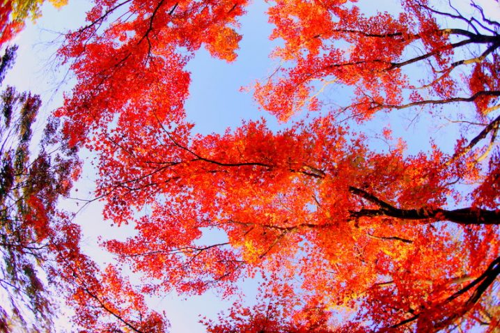 高尾山の紅葉