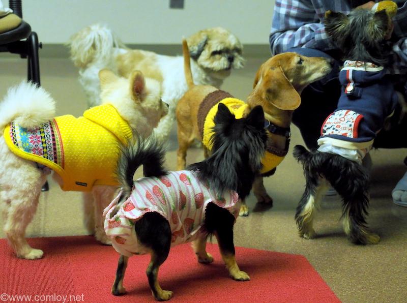 ワンコと一緒に犬御殿 箱根仙石原温泉 森のあかり で人もわんこも目一杯くつろごう Comloy Labo Walking Around The World