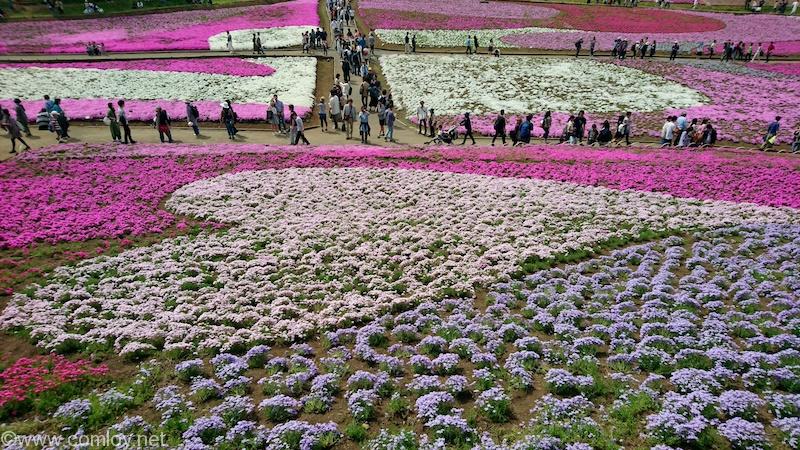 羊山公園の芝桜