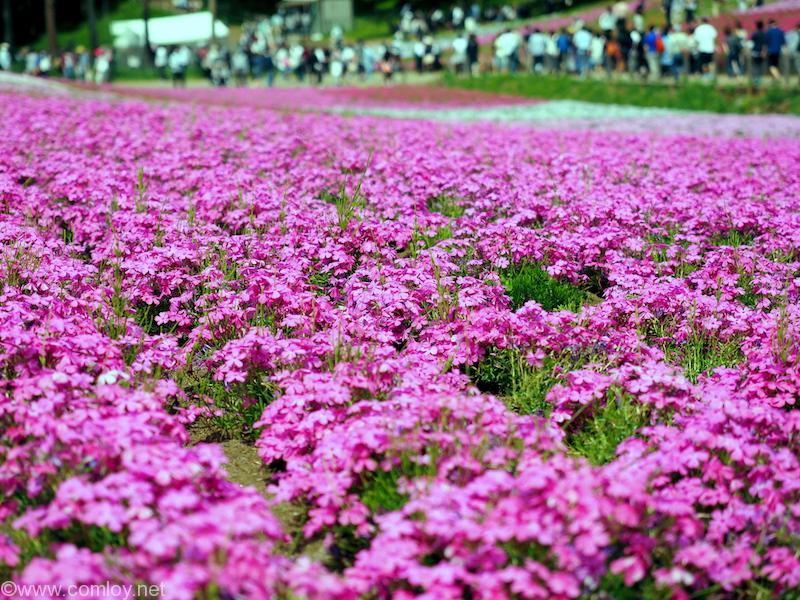羊山公園の芝桜