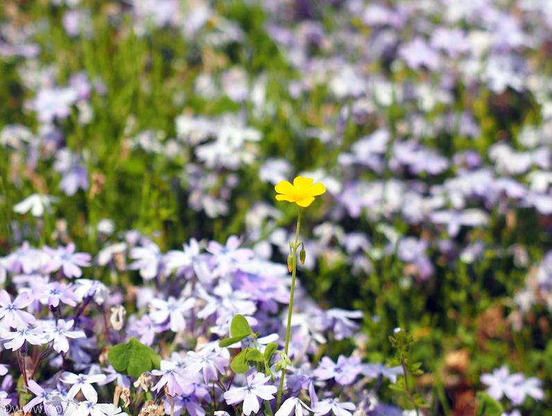 羊山公園の芝桜
