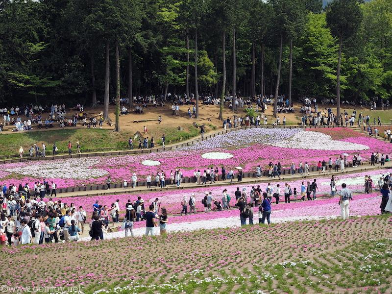 羊山公園の芝桜