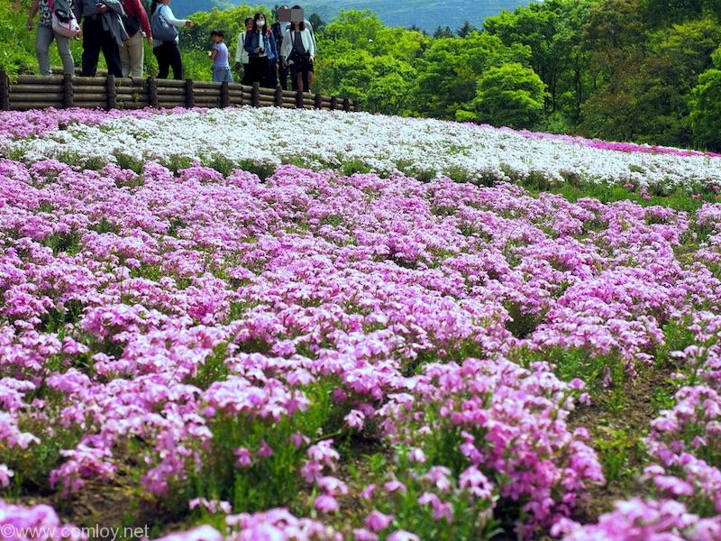 羊山公園の芝桜