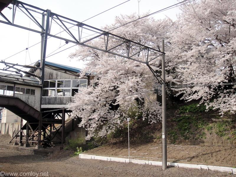 南小樽駅の桜