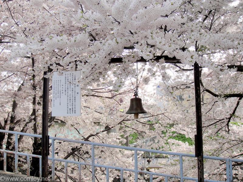 南小樽駅の桜