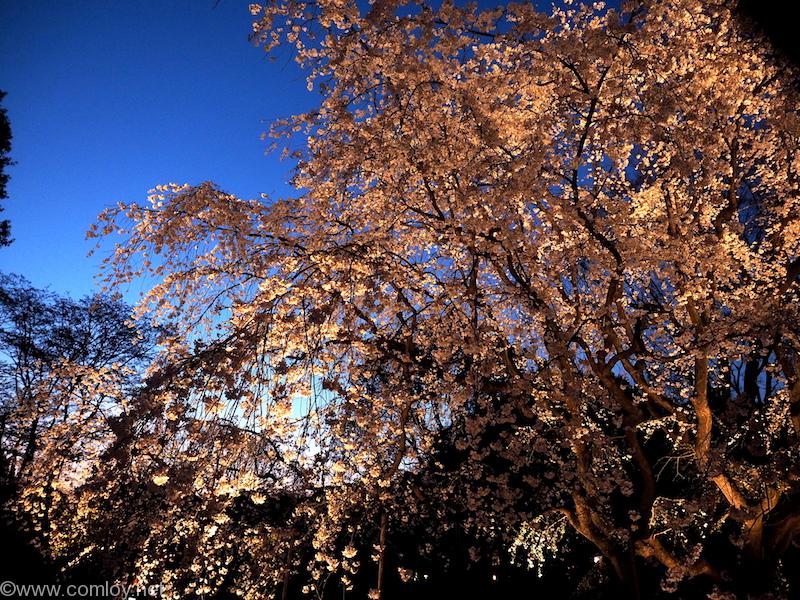 六義園のしだれ桜 ライトアップ