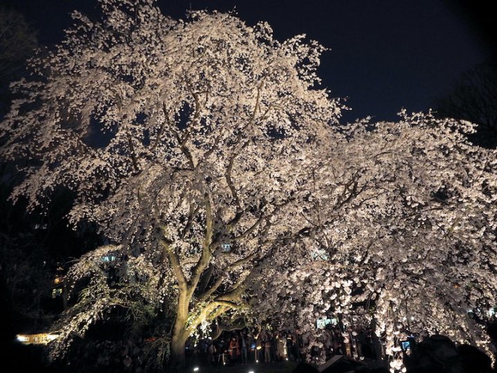 六義園のしだれ桜 ライトアップ