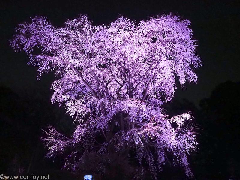 六義園 しだれ桜 ライトアップ