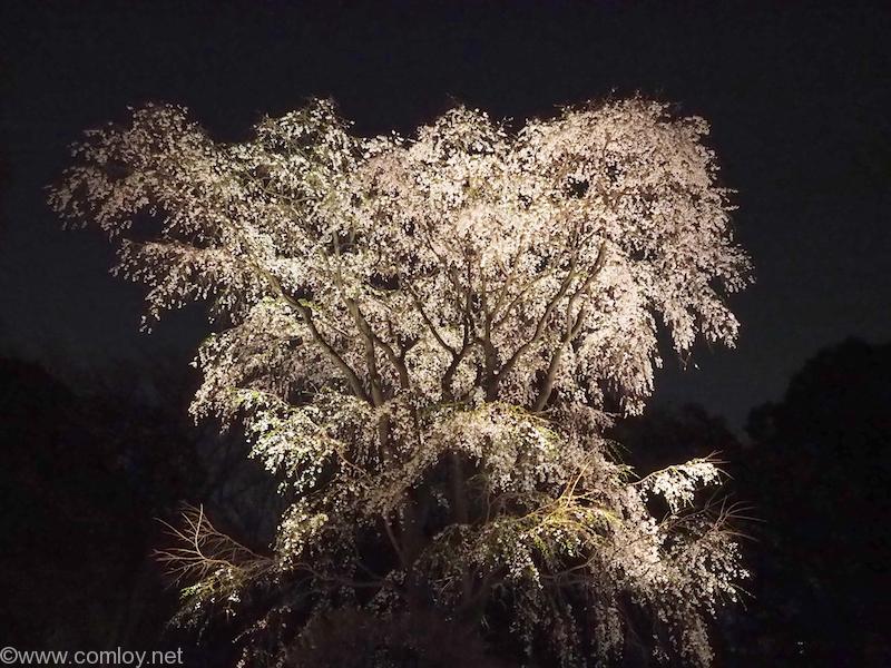 六義園 しだれ桜 ライトアップ