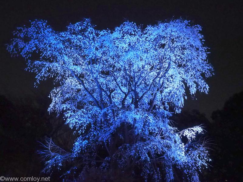 六義園 しだれ桜 ライトアップ
