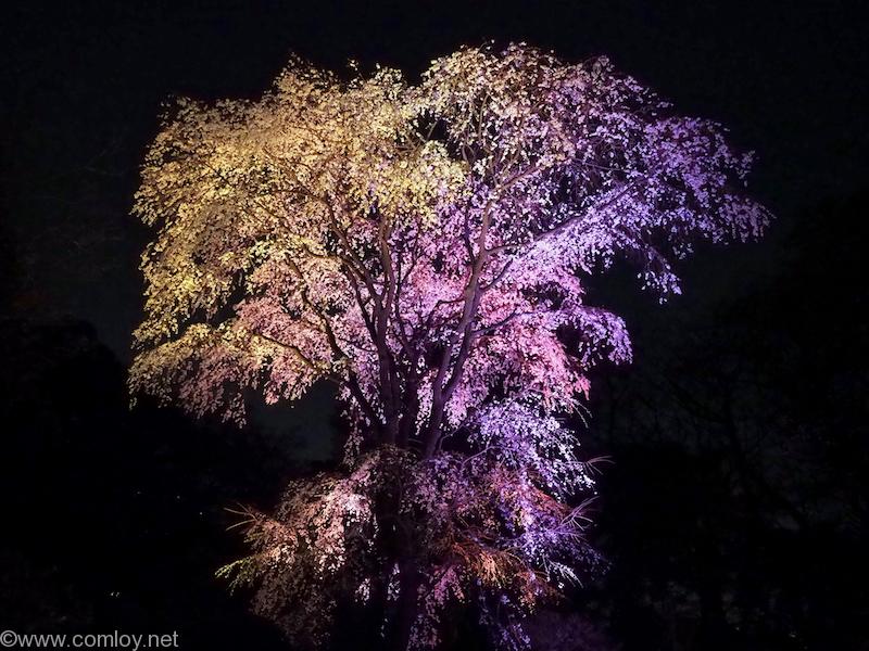 六義園 しだれ桜 ライトアップ
