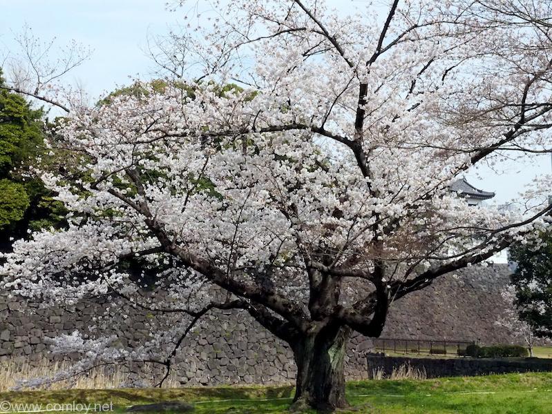 皇居 乾通りの桜 2018/3/26撮影