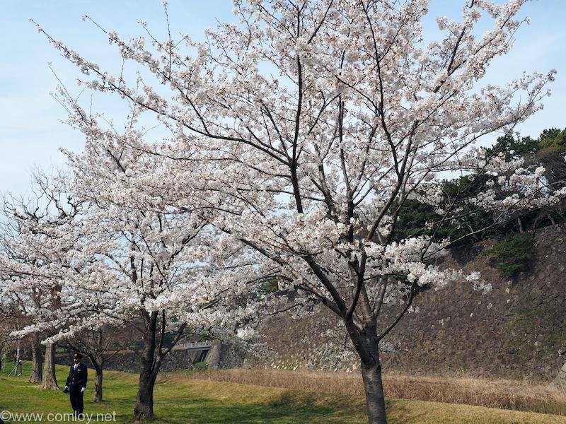 皇居 乾通りの桜 2018/3/26撮影