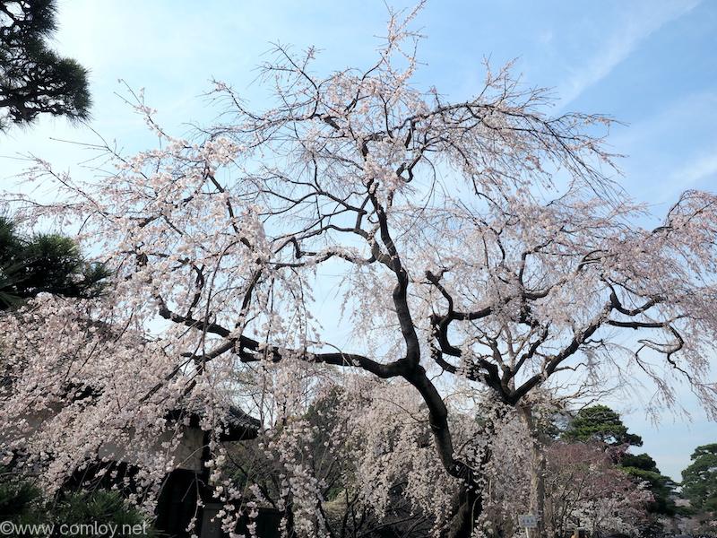 皇居 乾通りの桜 2018/3/26撮影