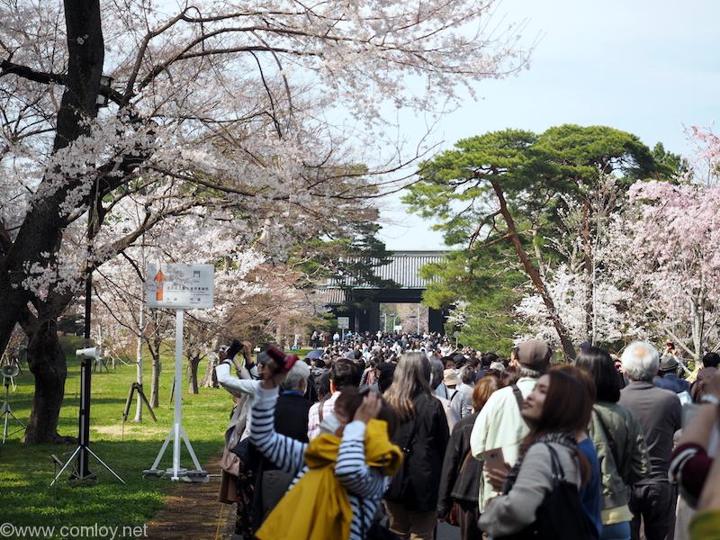 皇居 乾通りの桜 2018/3/26撮影
