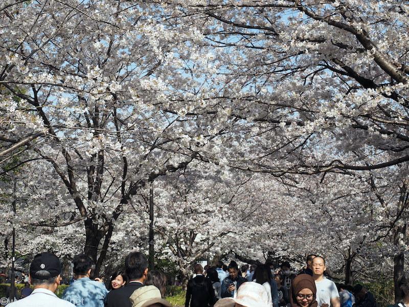 千鳥ヶ淵緑道の桜並木 2018/3/26撮影