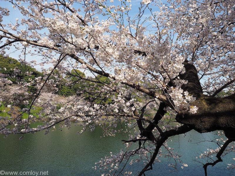 千鳥ヶ淵緑道の桜並木 2018/3/26撮影