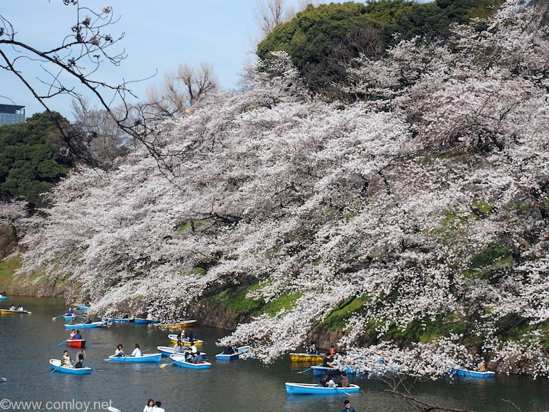 千鳥ヶ淵緑道の桜並木とボート 2018/3/26撮影