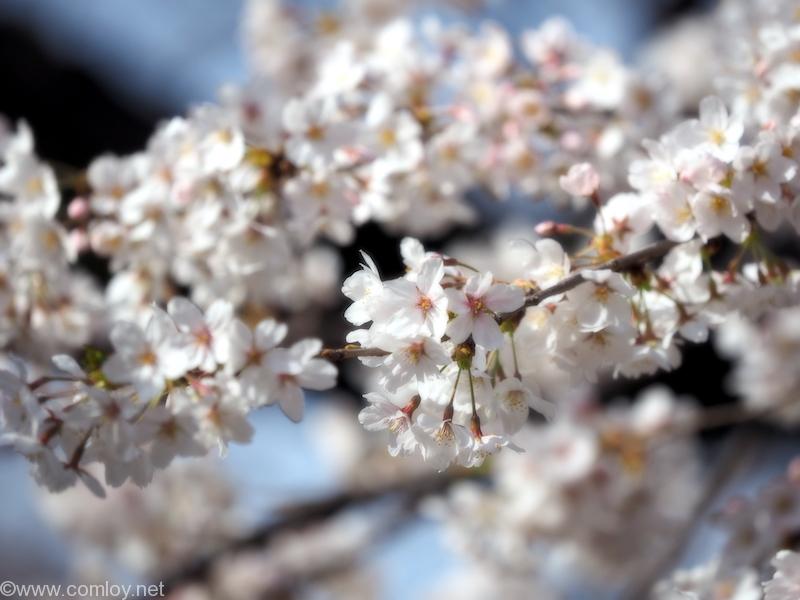 千鳥ヶ淵緑道の桜並木 2018/3/26撮影