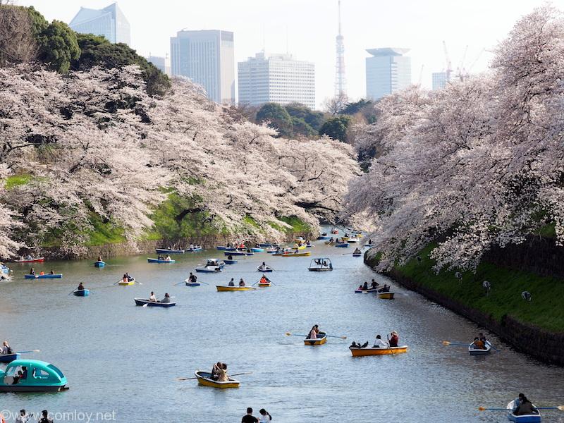 千鳥ヶ淵緑道の桜並木 2018/3/26撮影